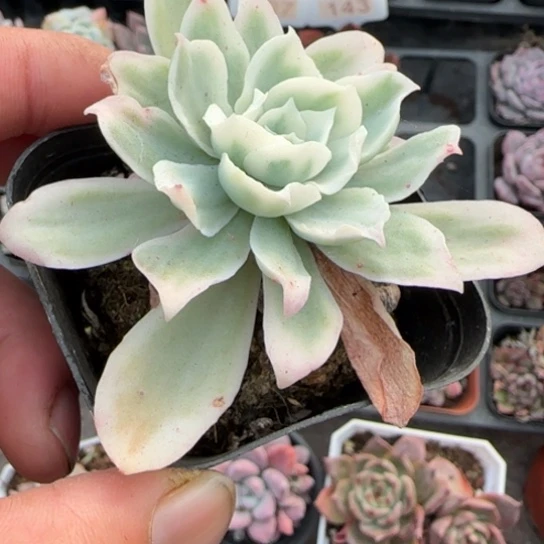 123柠檬玫瑰锦多肉植物多