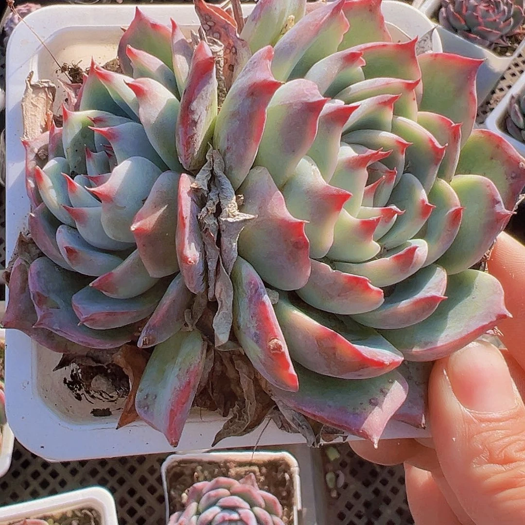 双头大吉娃娃拓土发货