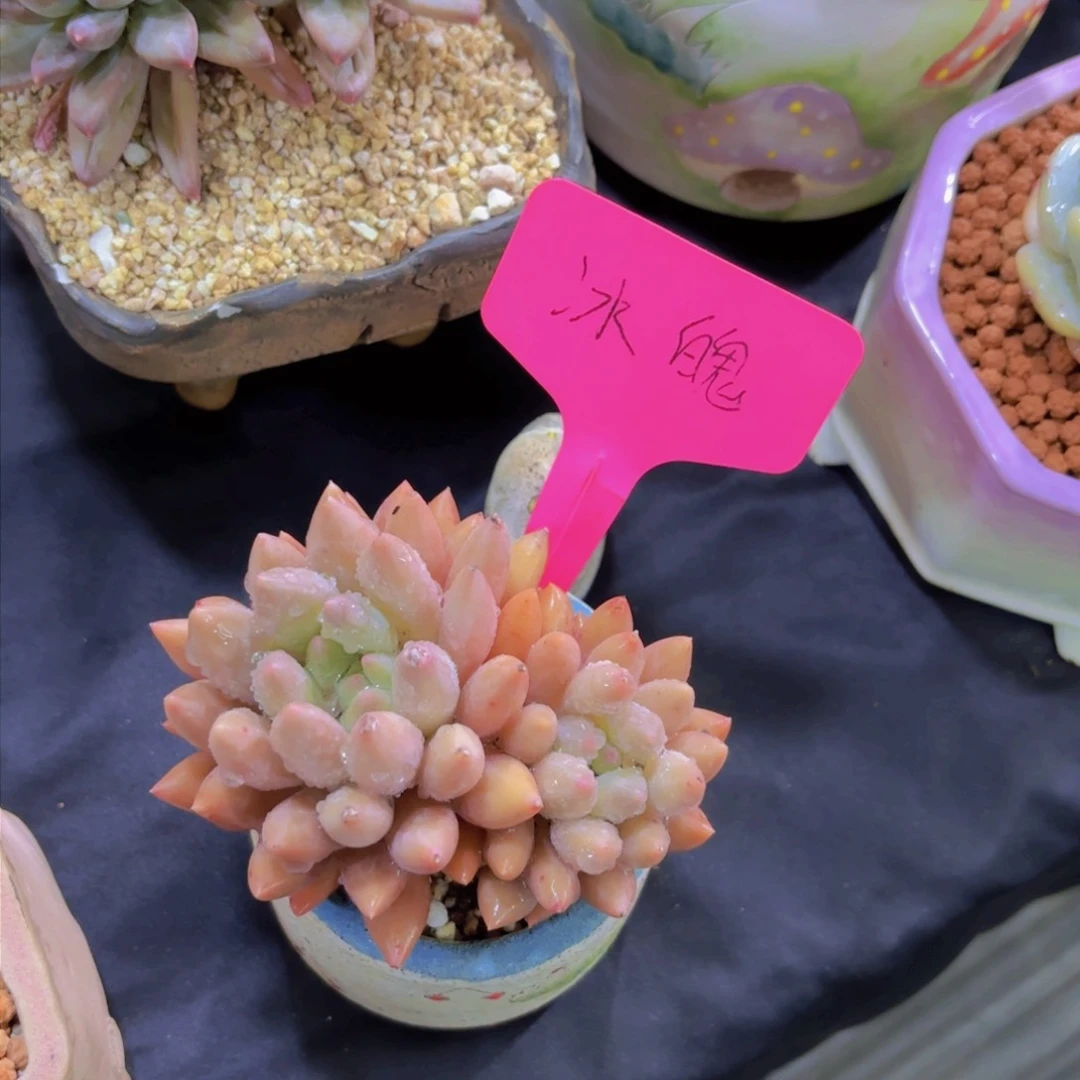 轻**写我的小可爱小可爱们都好可爱