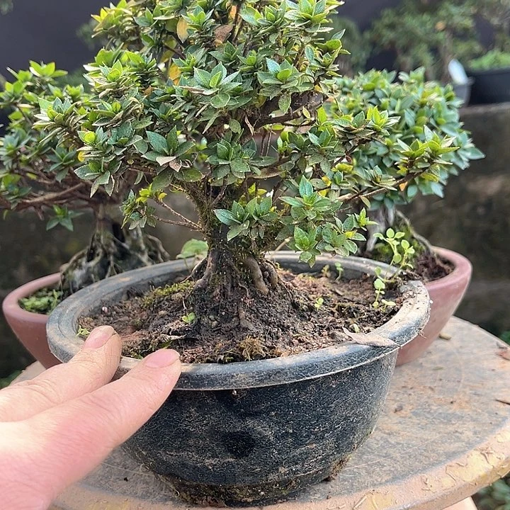 完全开放12456789