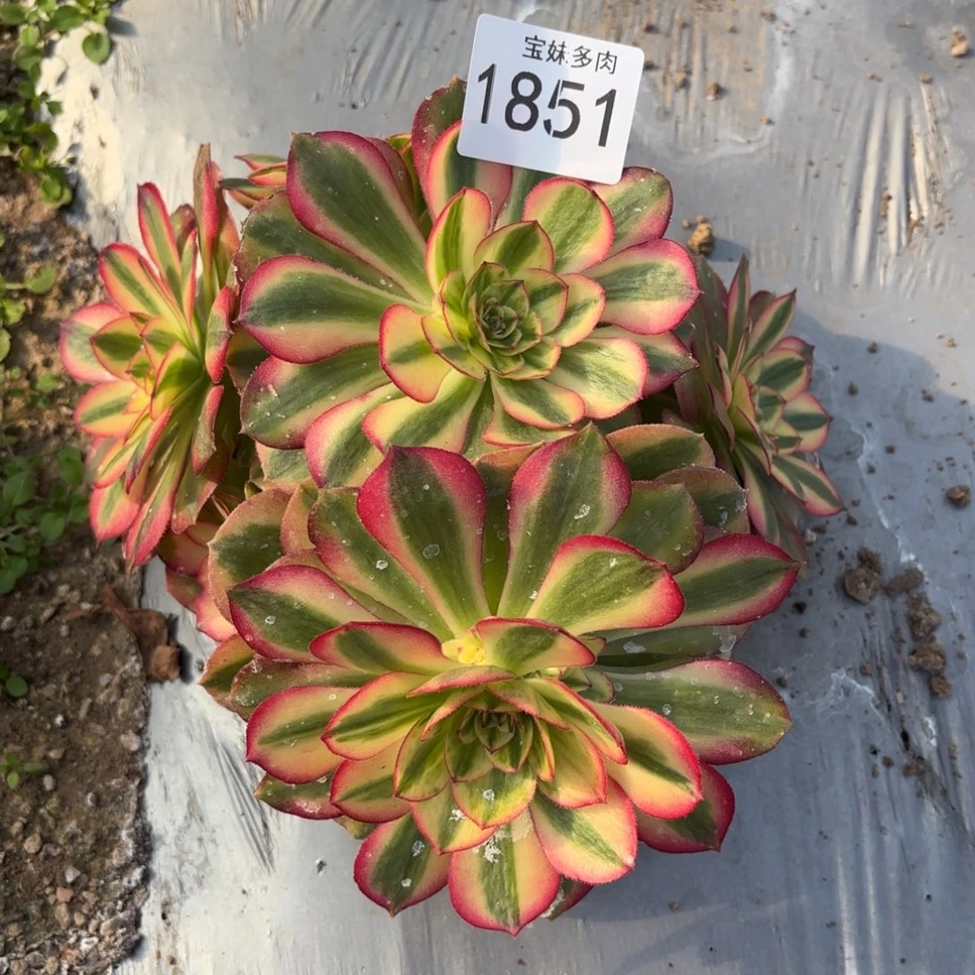 睿***4倾城一物一拍1851一号捧