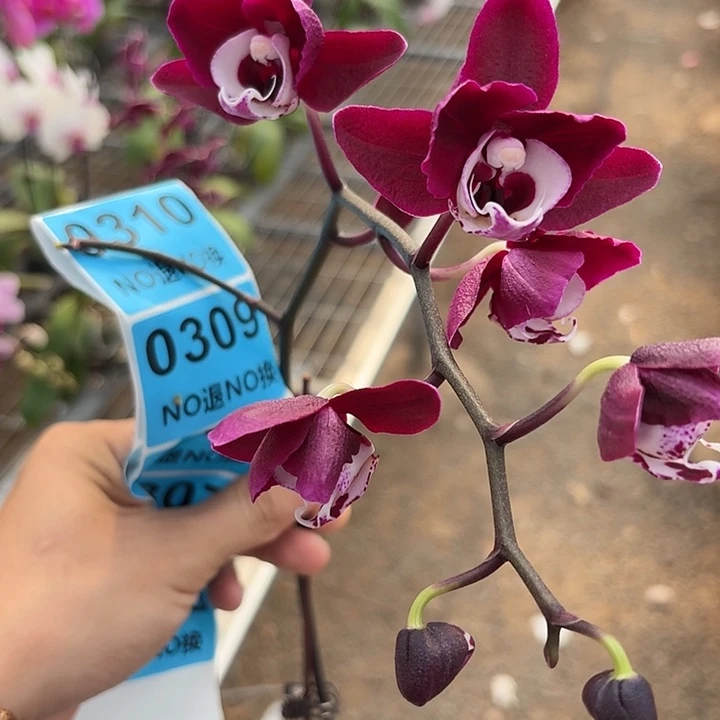 溶***吖完全开放0306蝴蝶兰一物一拍