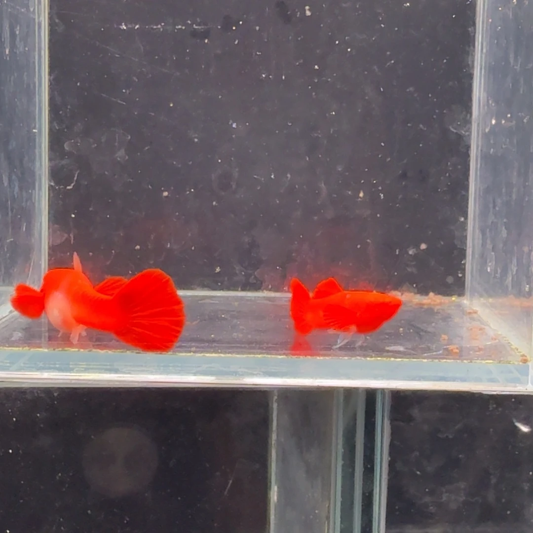 孔雀鱼鸿运当头双份水1对