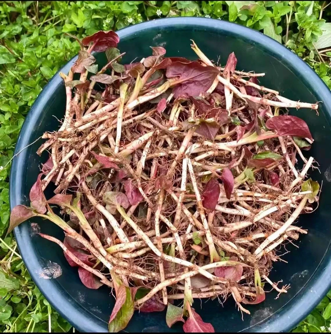 四川折耳根，鱼腥草新鲜现挖先发凉拌