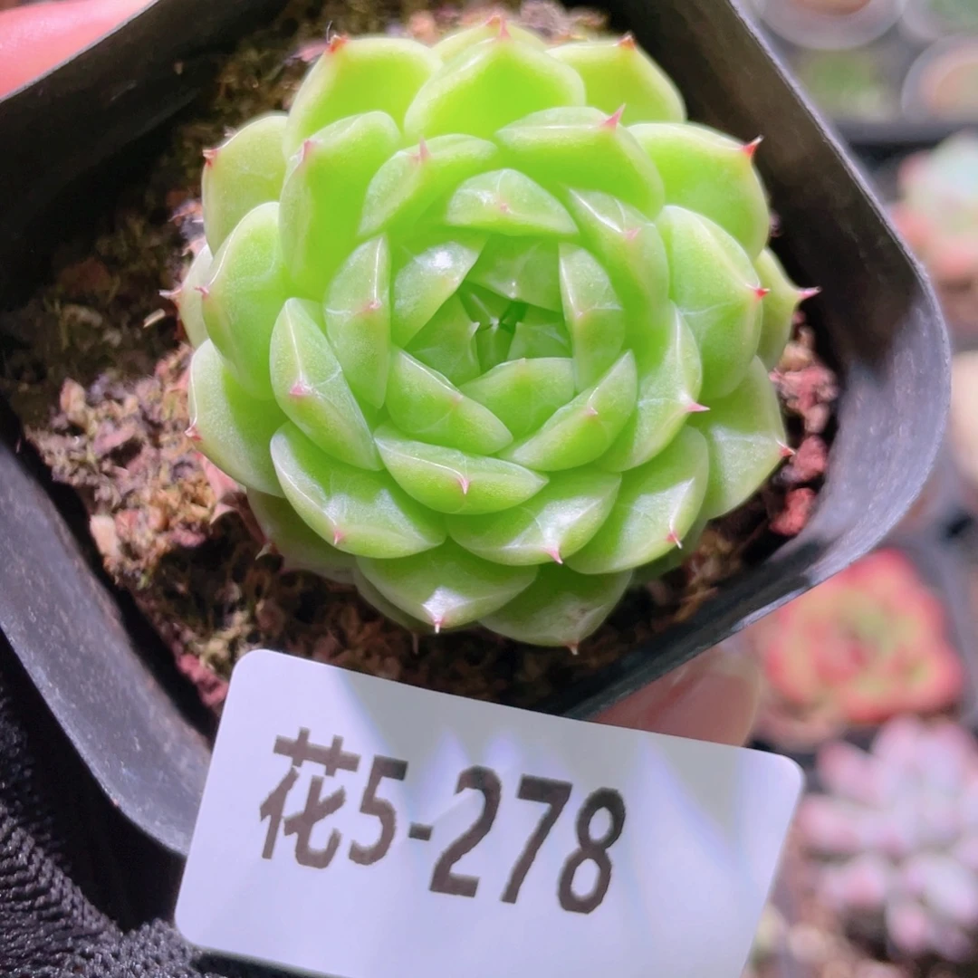 花利美5-278海王