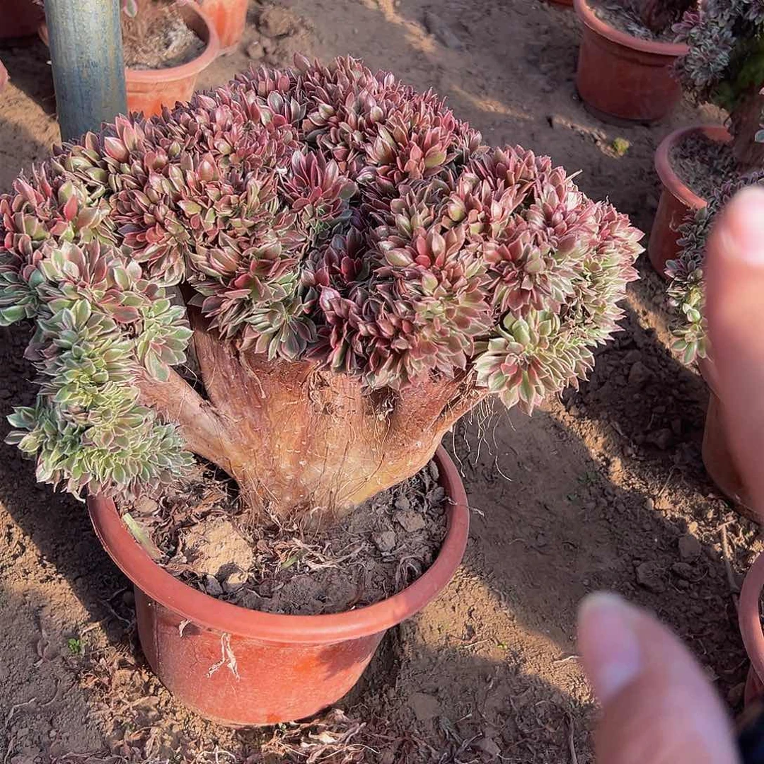 陈*岁女神缀化脱土发货