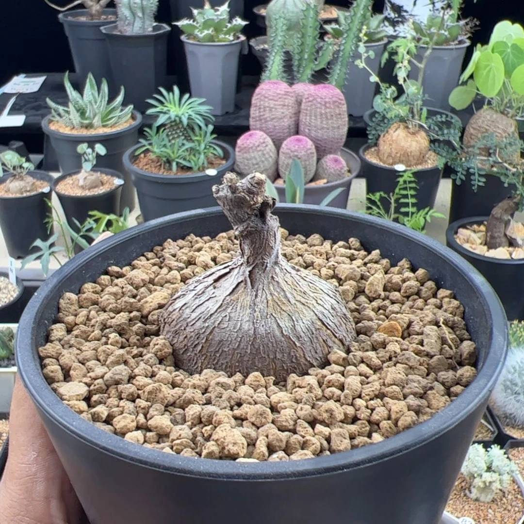 紫背萝藦5.5一物一拍带盆发
