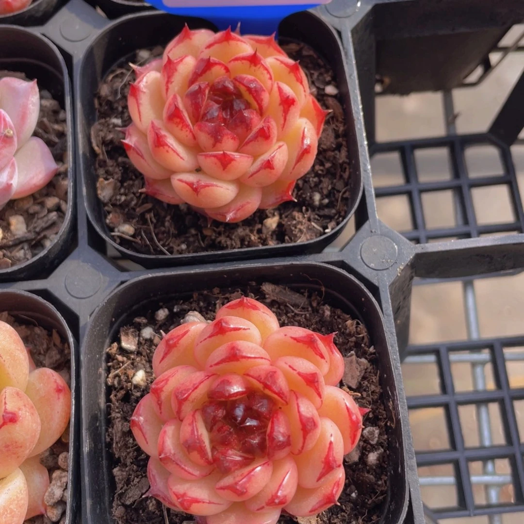 18号 全状态焦糖珍妮单头一个