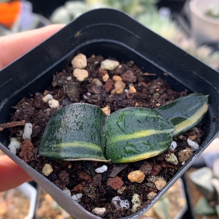 卧牛锦，带盆土发货了