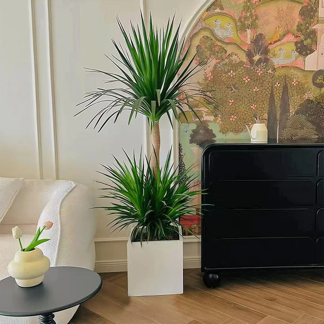 【顺丰上门】1.2-1.3米双层龙血树绿豆青落地绿植四季常绿耐寒耐热