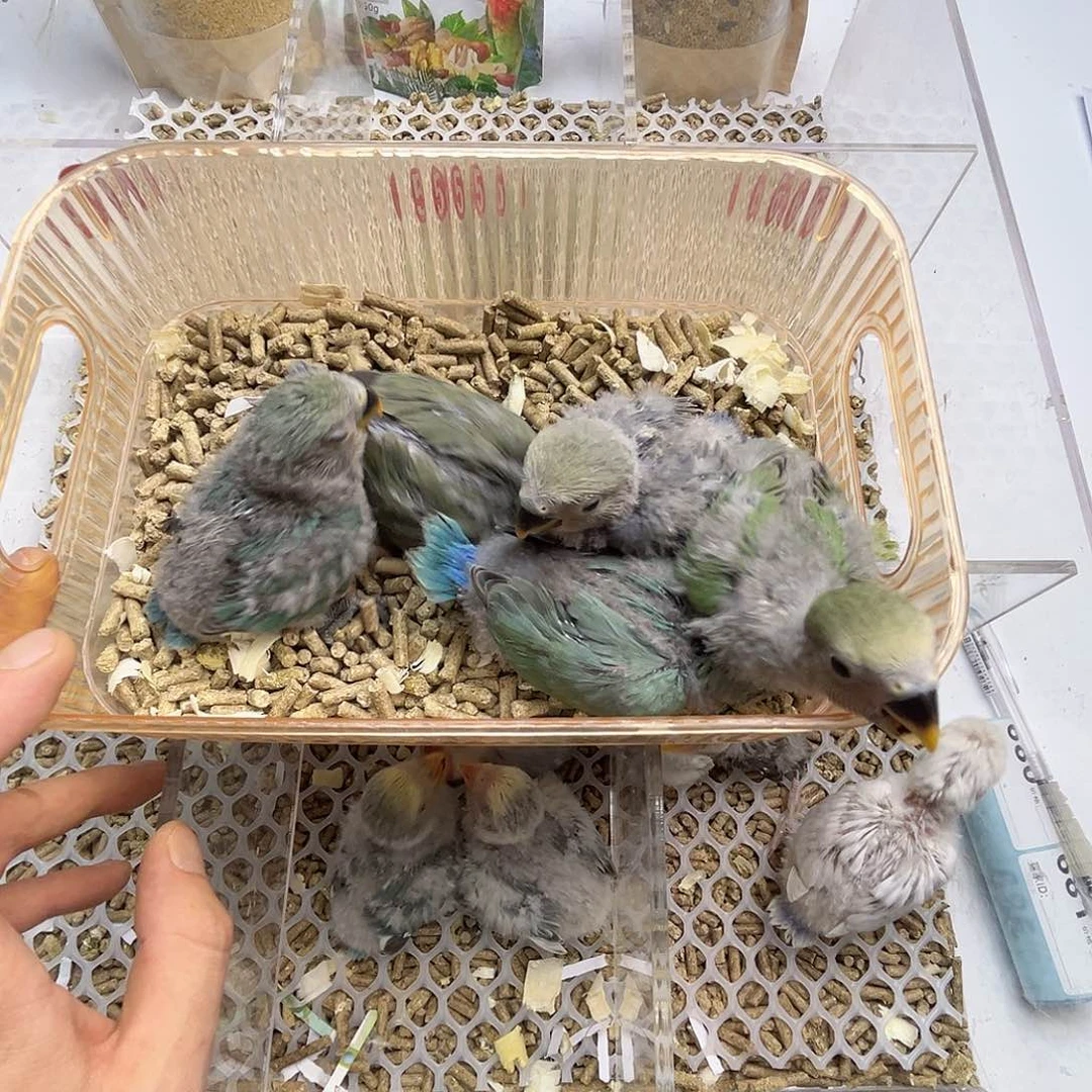桃脸牡丹鹦鹉福利
