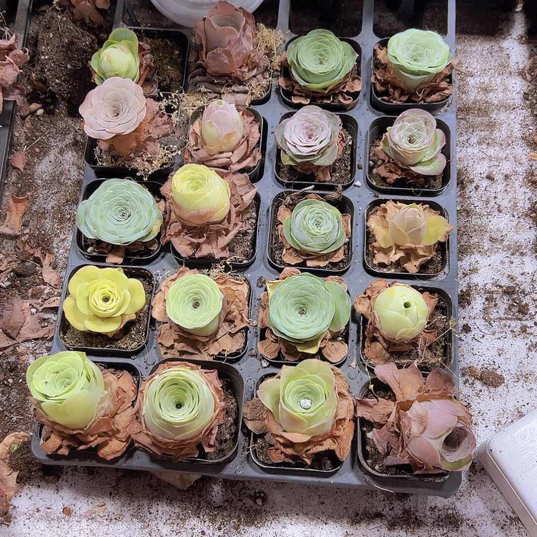 精品七彩玫瑰20颗送罗马盆