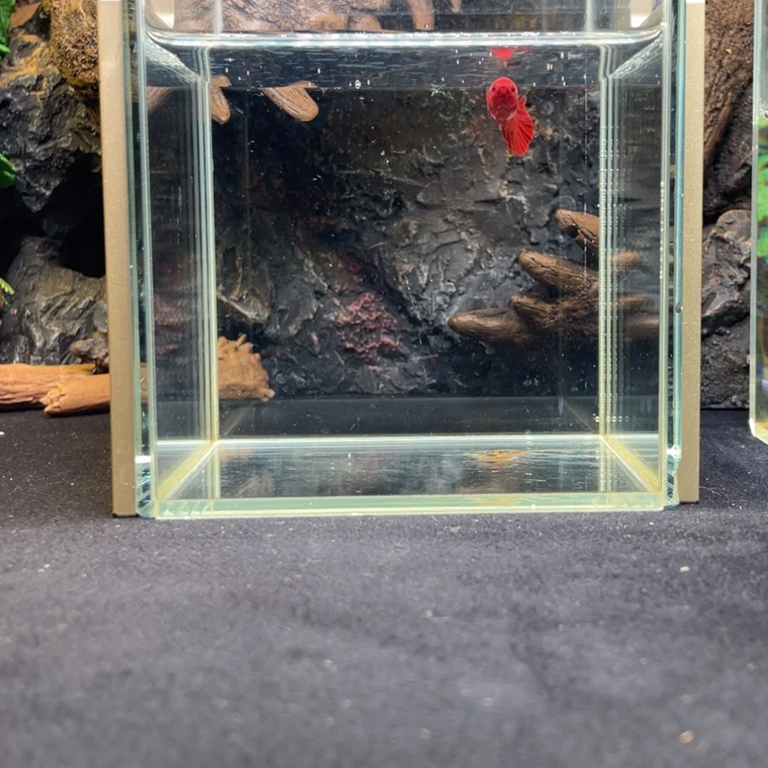 斗鱼十一月二十九日竞价母鱼