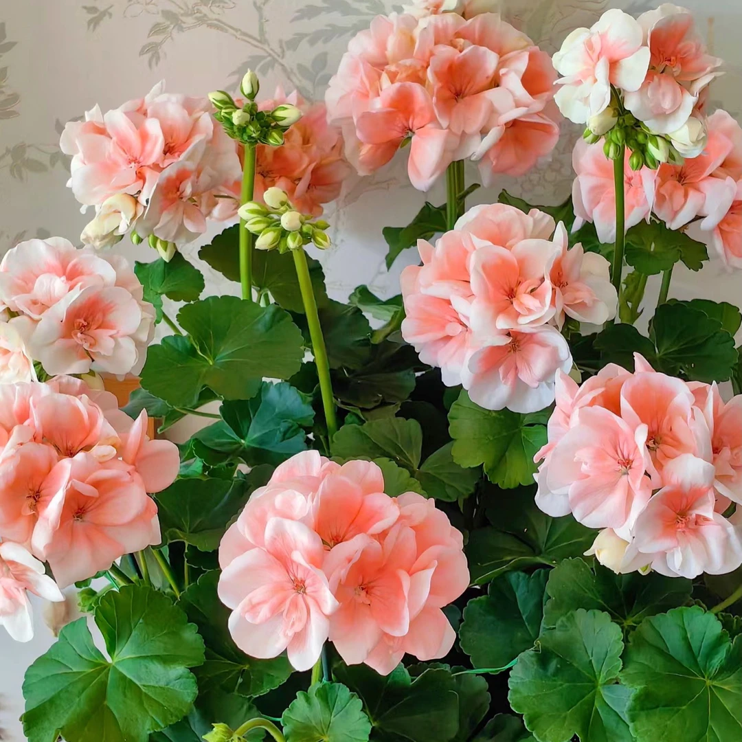 直立天竺葵大苗好养易活室内外绿植盆栽
