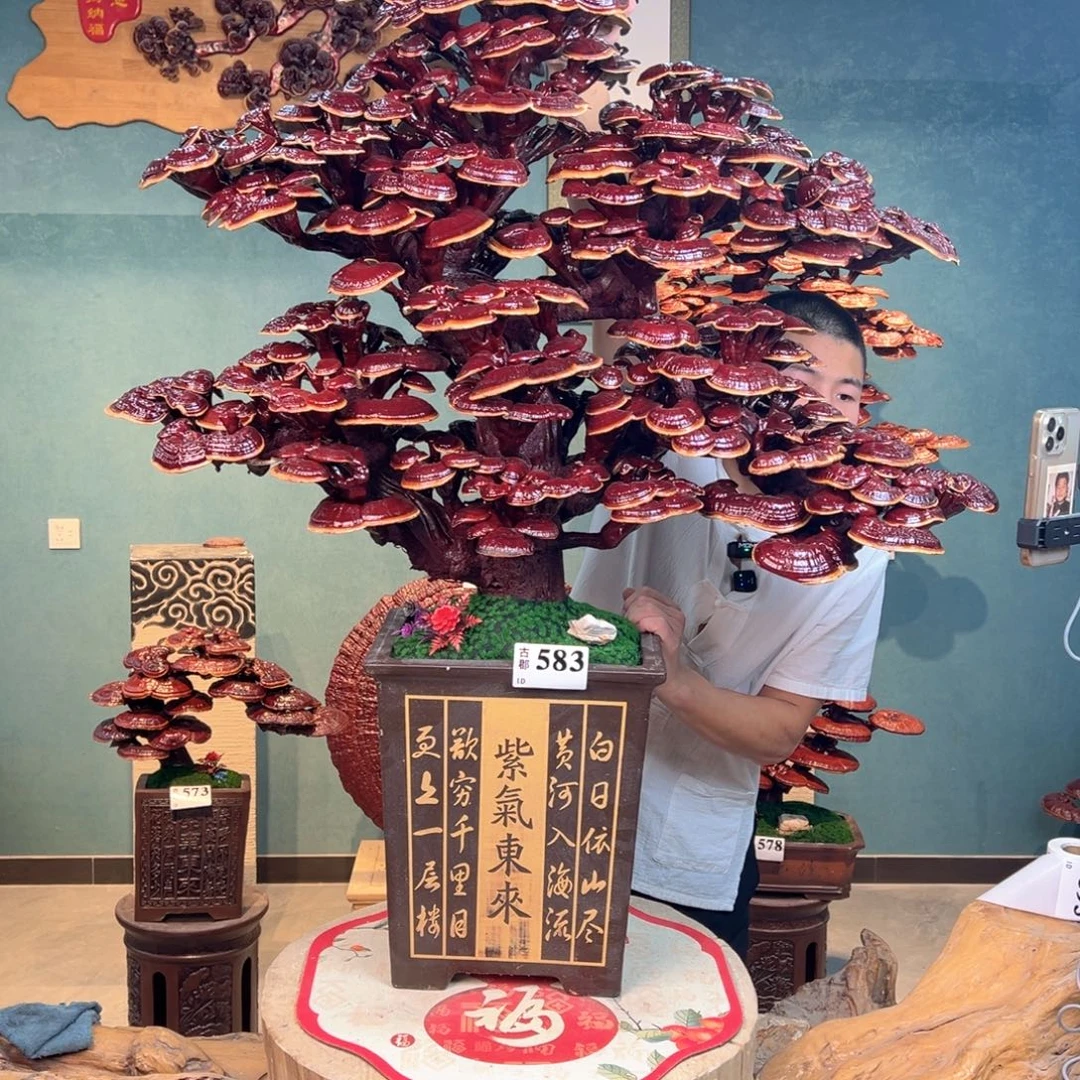 无花朵88888888888888