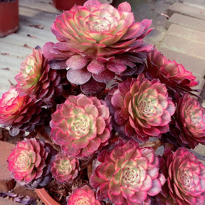 烟花的，多肉植物