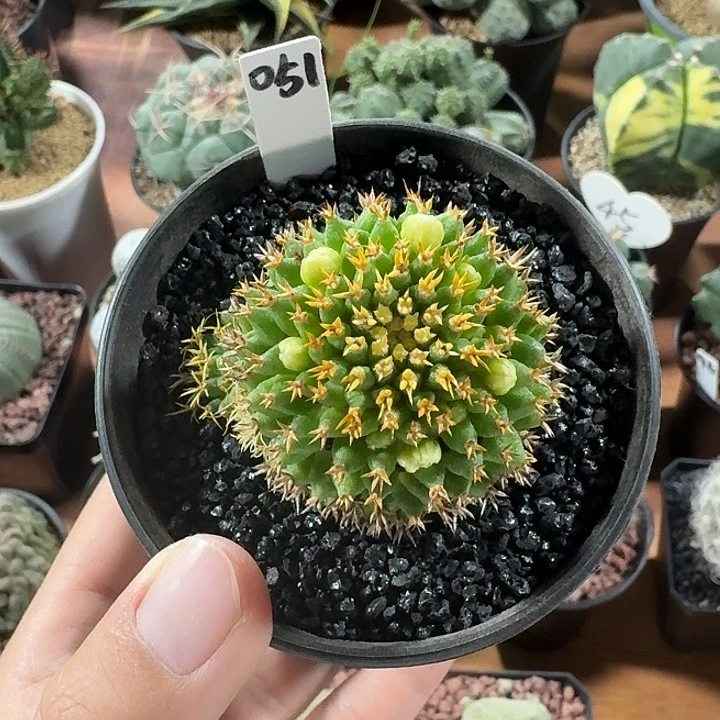 小**丶051号短豪刺琴丝仙人球
