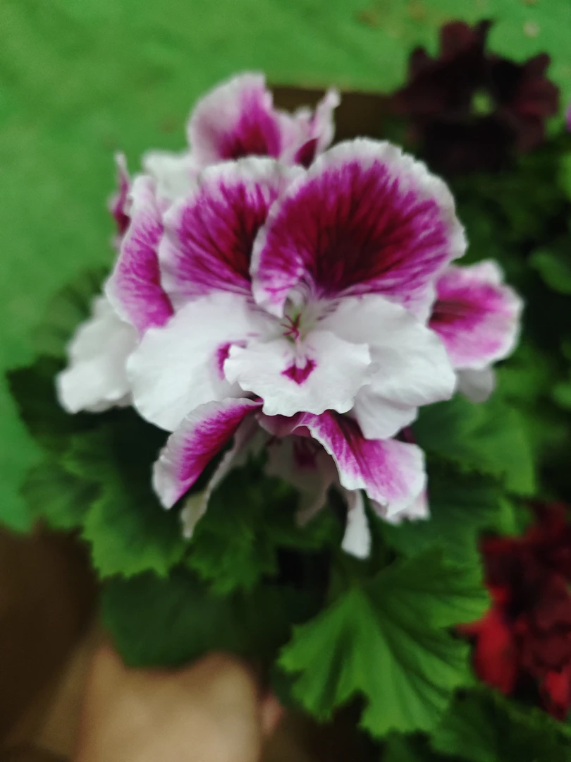 贵妃蝴蝶梅大花天竺葵