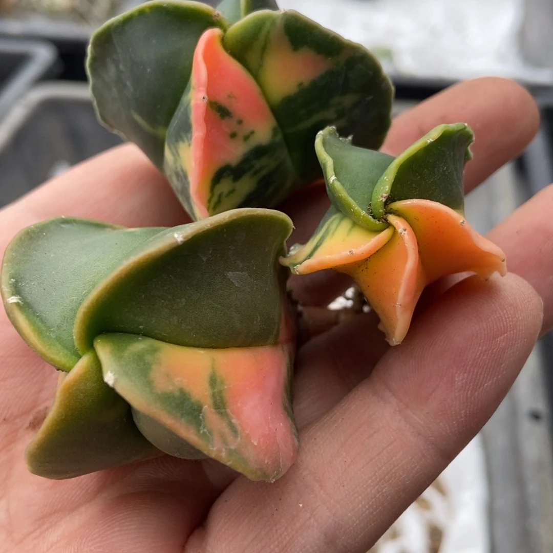 金***宴无刺仙人球开花了,