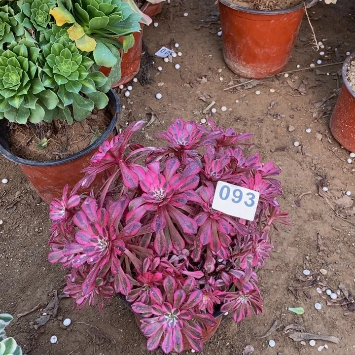 093粉铜绣球多肉