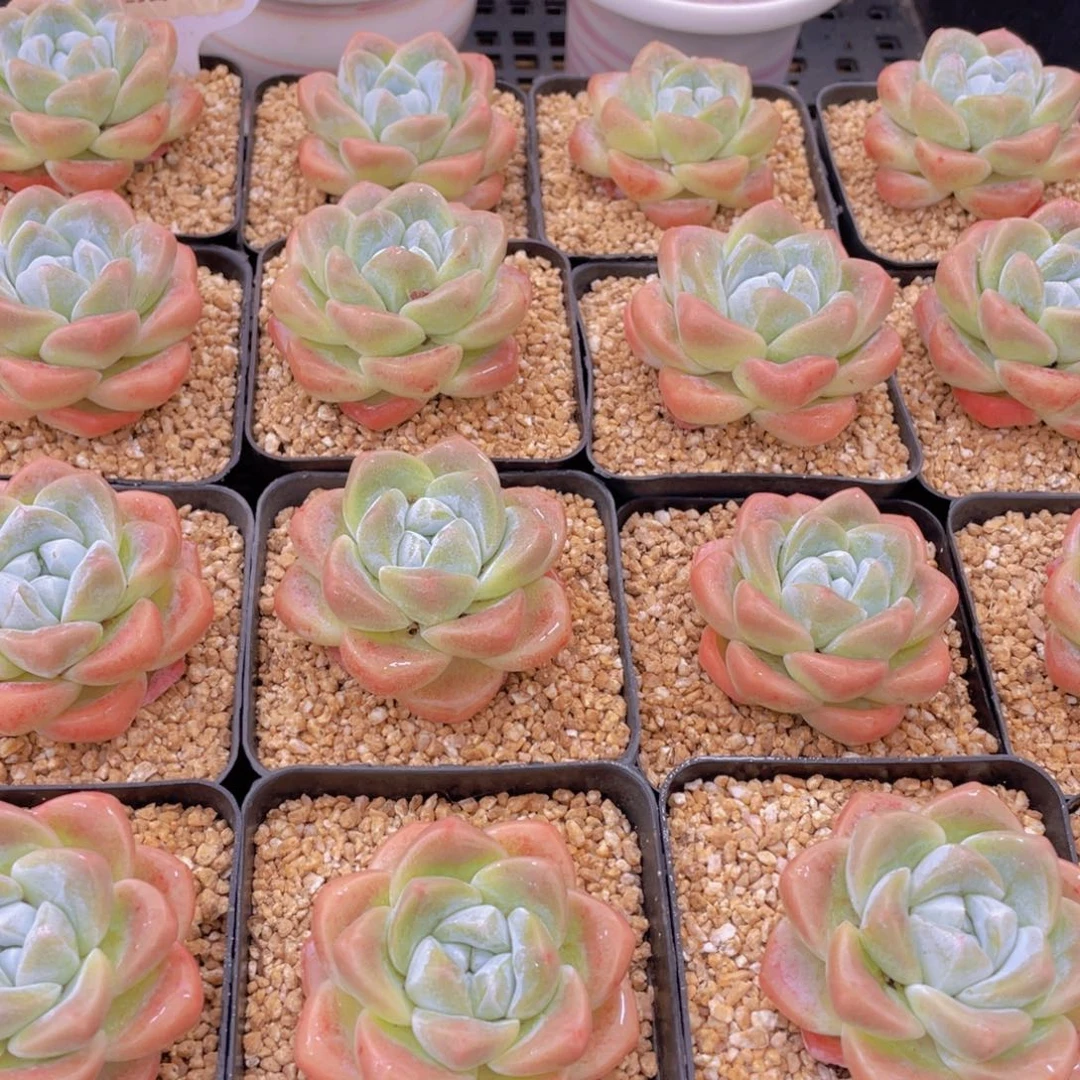 量拍2号 肥胖樱花钻石冰玉单头一个