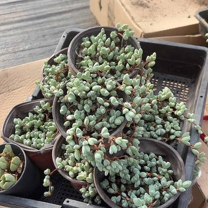 碧玉莲随机2盆一组随机一组发货