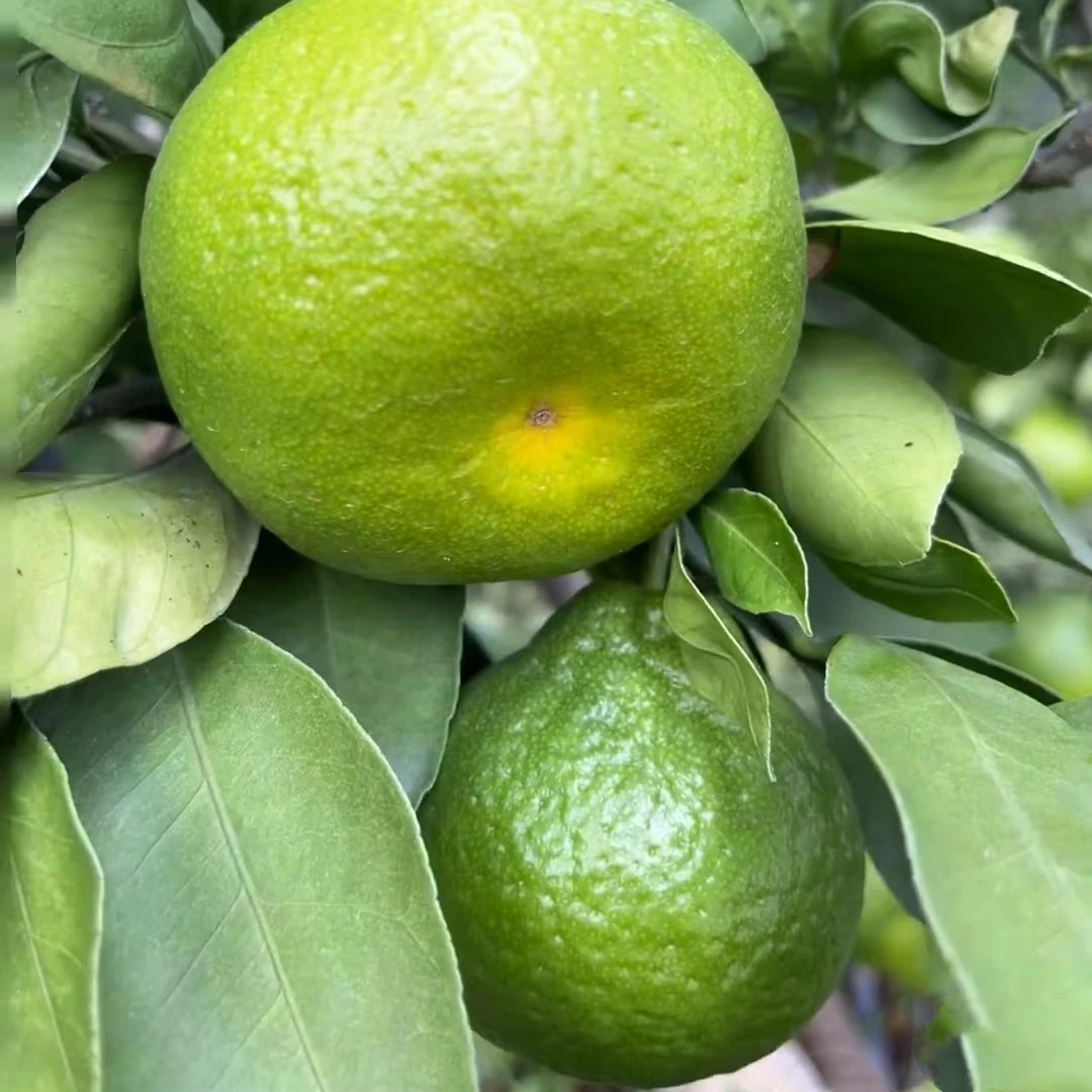 早熟青皮蜜桔苗橘子树苗树果苗南方种植盆栽庭院水果桔子树苗无籽