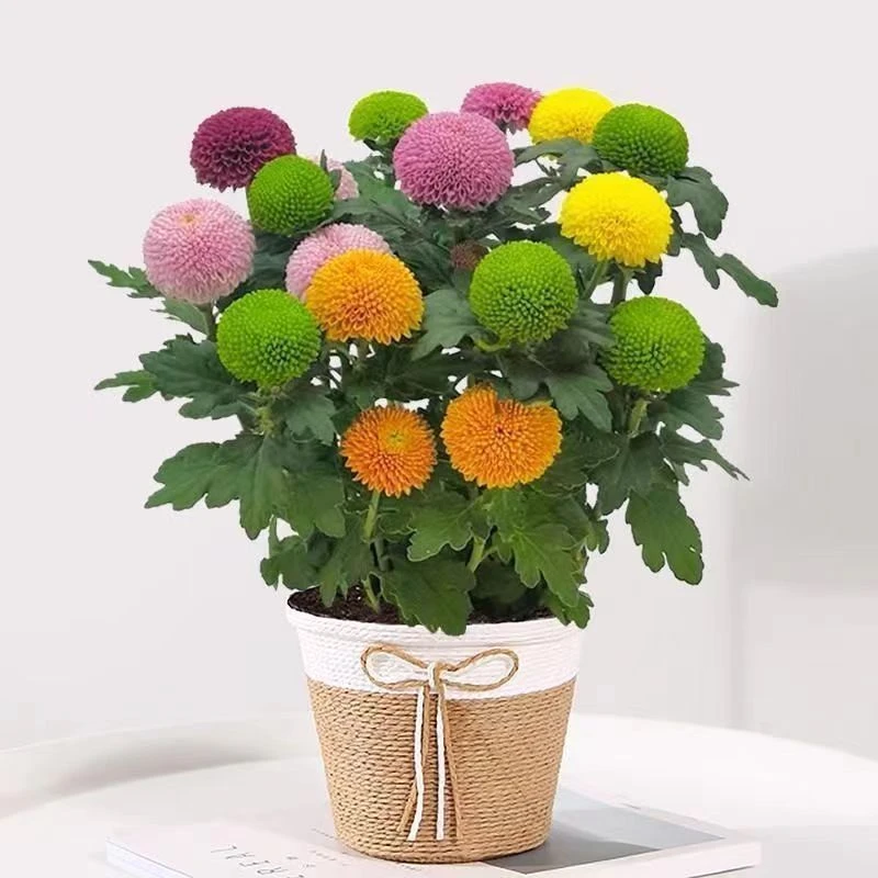 升级版多彩乒乓菊盆栽耐寒耐热多年生庭院阳台易养护花卉