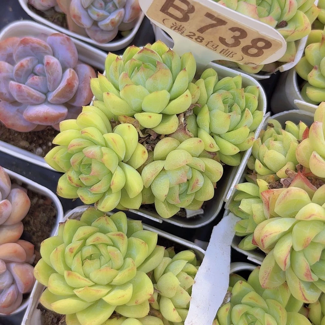 B738麦秆女王一物一拍