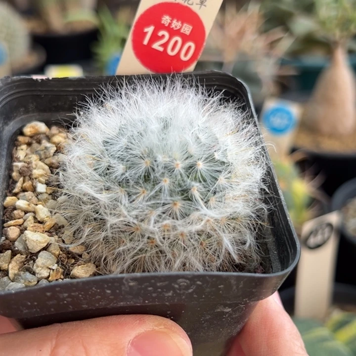 实生浓毛白云高砂一棵