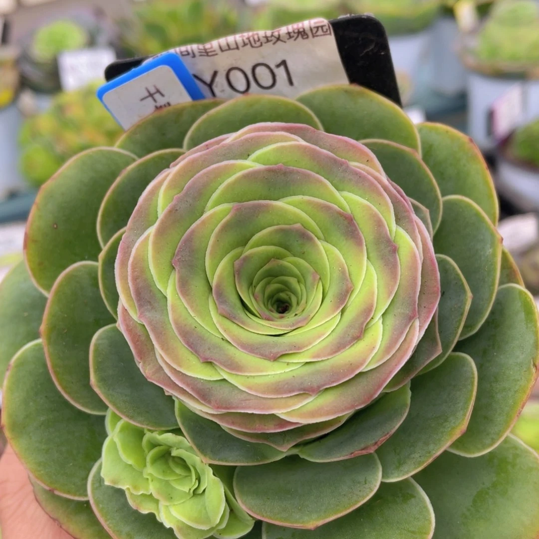 千寻福利001一物一拍