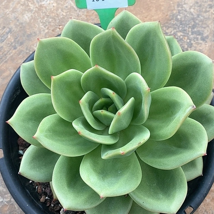 194-直播福利翠鸟冠幅22