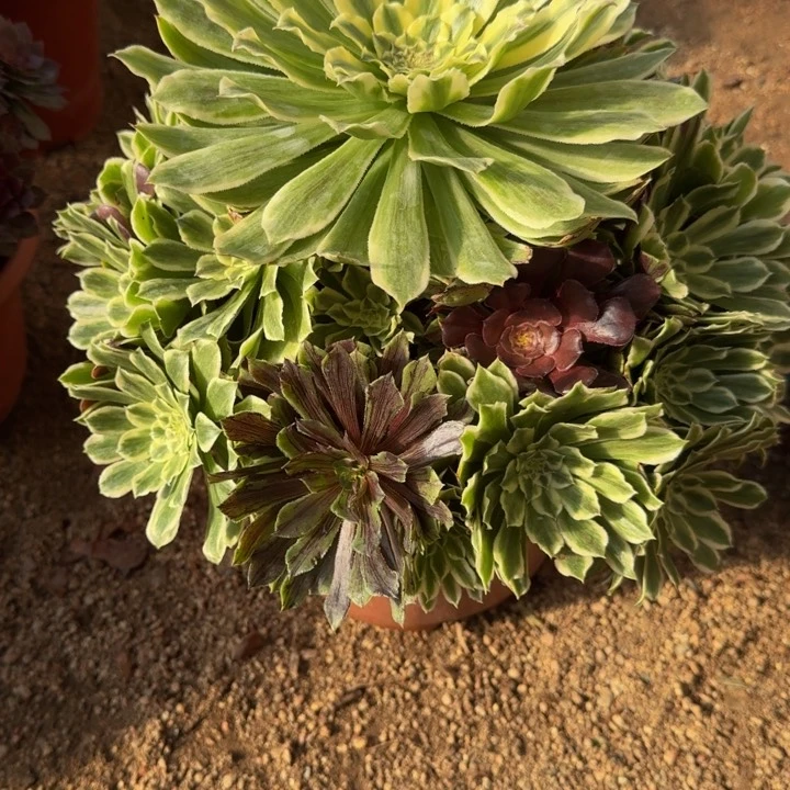 红陶哒***?碧浪801