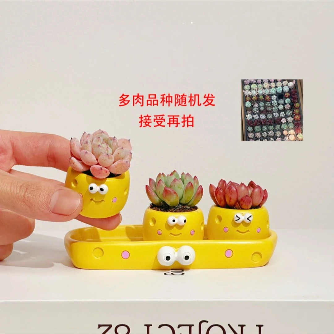 小礼物多肉办公桌超萌可爱粉色课桌宿舍小盆栽绿植花卉绿植盆栽