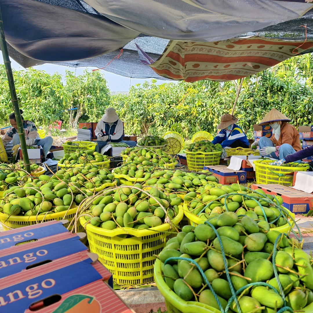 海南三亚热带水果台农芒