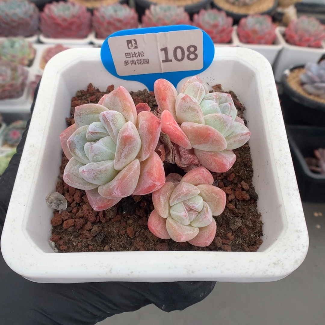 108 老桩冰玉多肉多肉