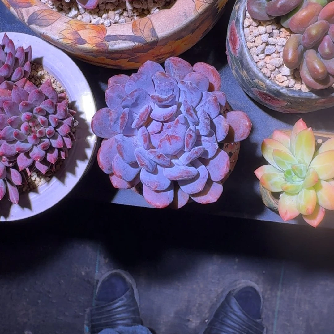 用***9X系列美人 变异 一物一拍