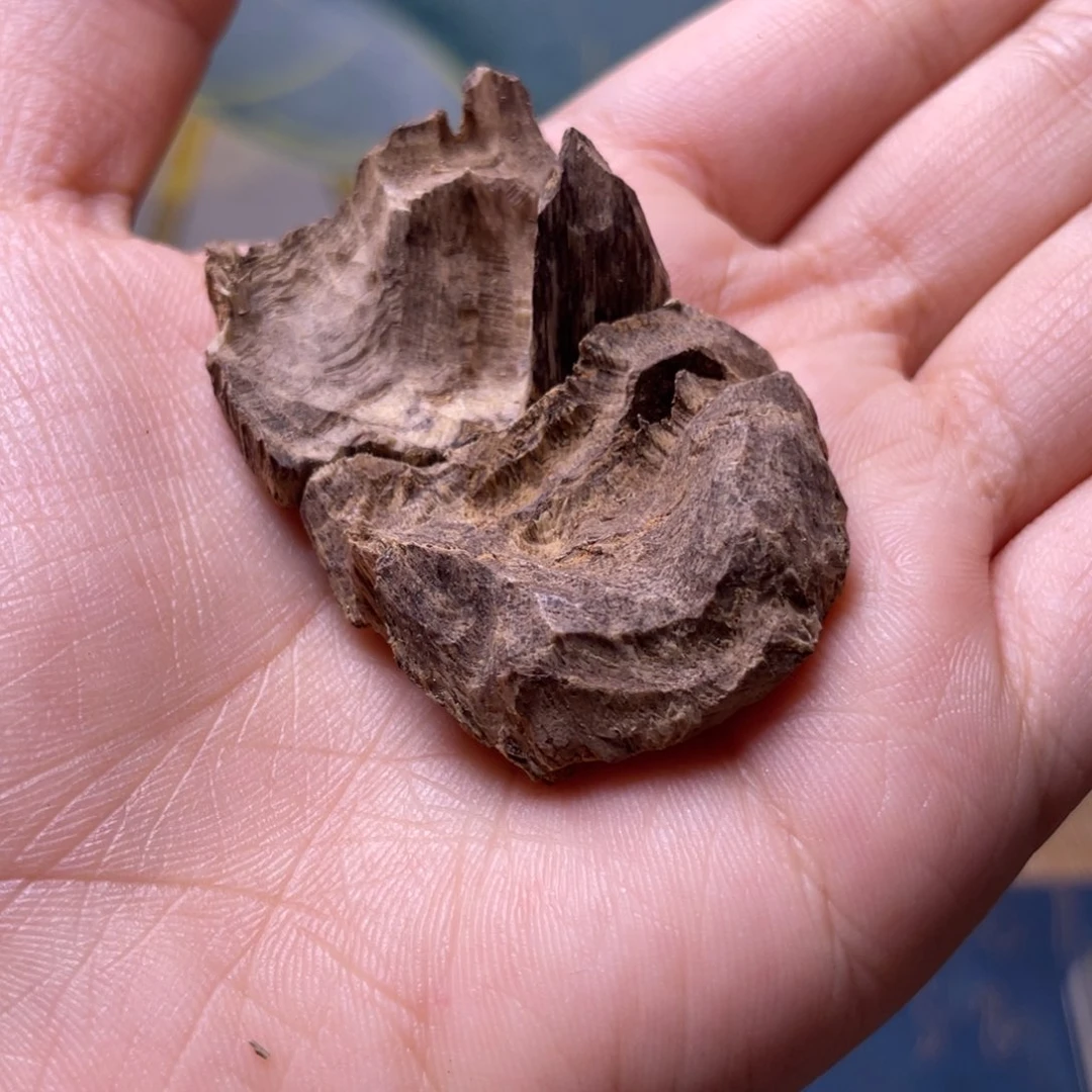 香榧木海南尖峰岭包壳开播福利