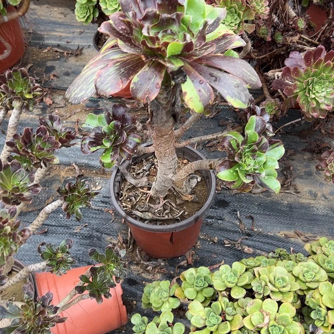 多肉植物巫毒水墨丹青