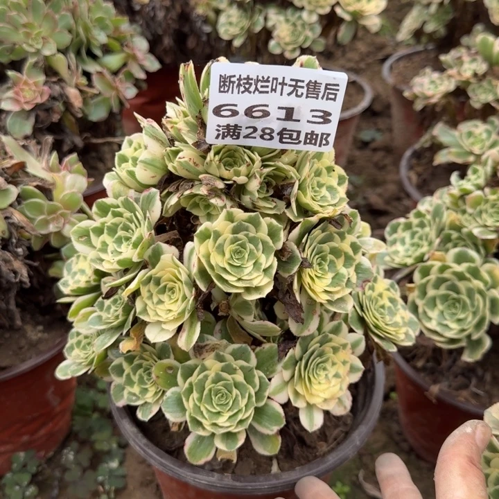6613二号棚迈巴赫多肉B