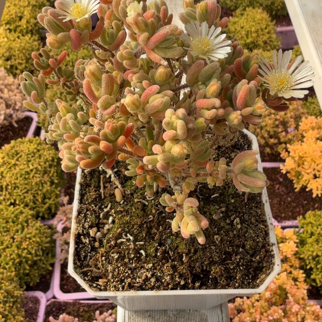 紫***琳橙叶白锦一物一拍