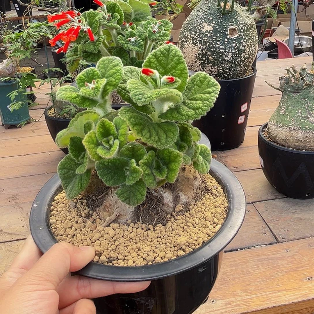 用***9断崖王子88888888888