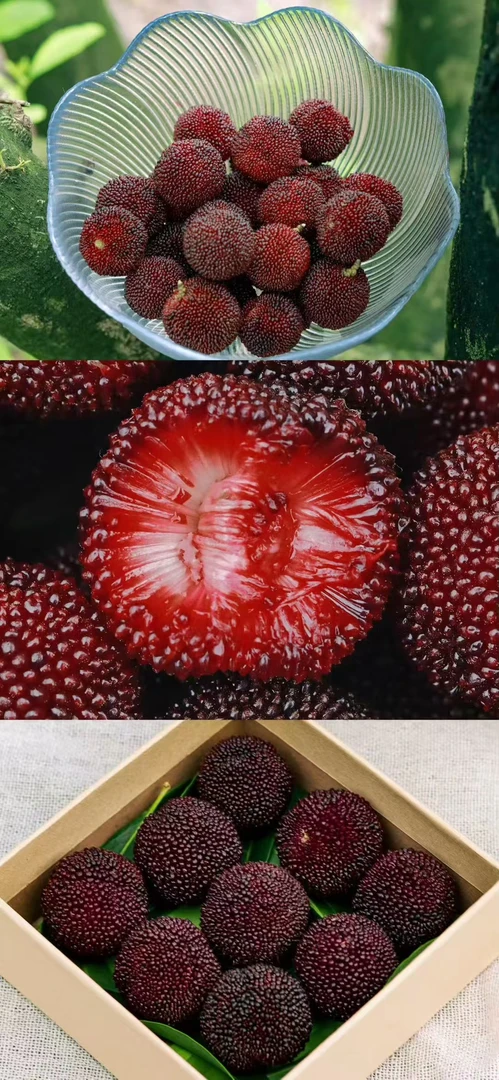 浙江仙居东魁杨梅新鲜现采现发氮气锁鲜礼盒装水果