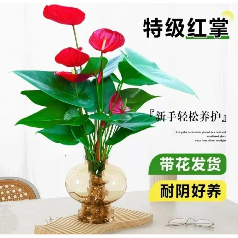 【带花苞发货】水培红掌花卉盆栽室内植物客厅办公室净化空气开花