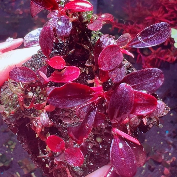 福利23号福利价植物一头