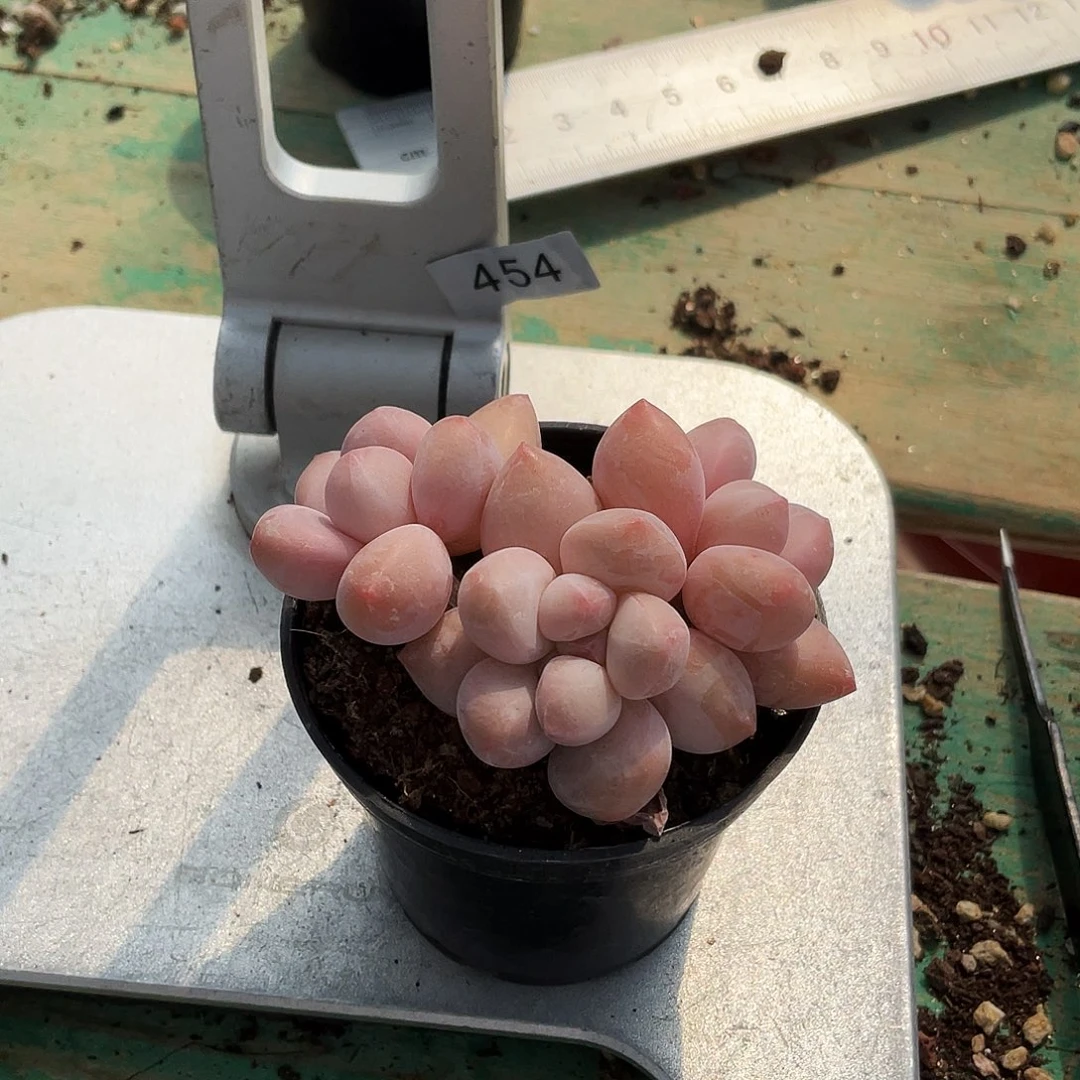 咖*多肉植物的生长发育