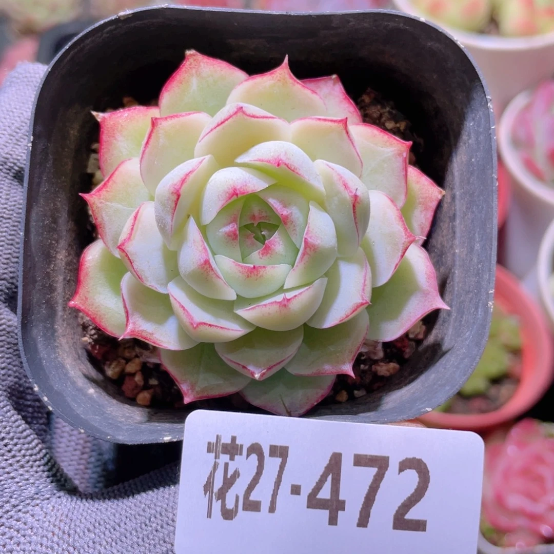 花利美27-472女王玫瑰