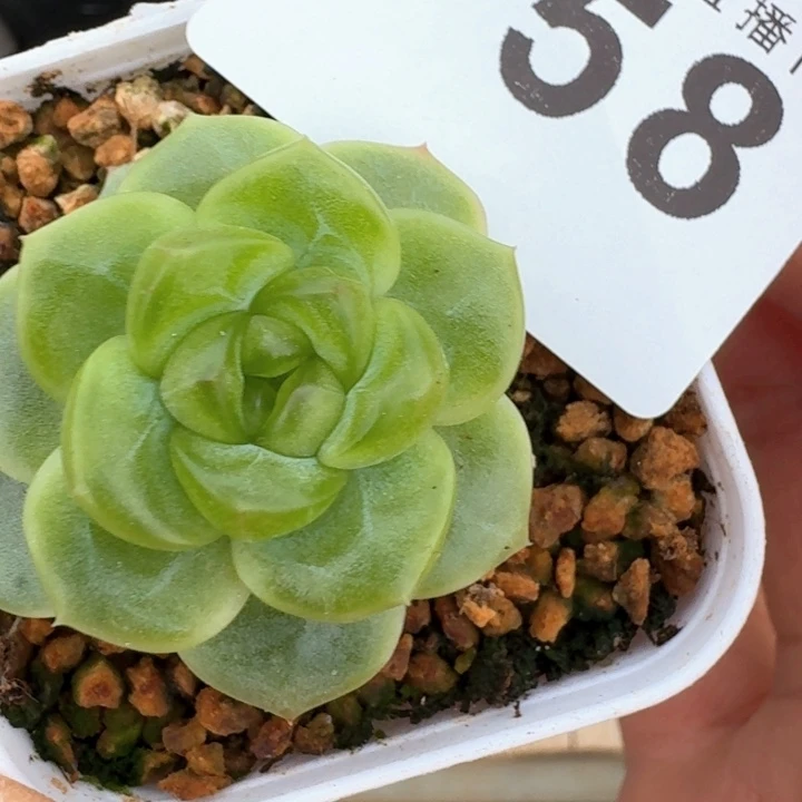 柰***柰  开播福利多肉植物
