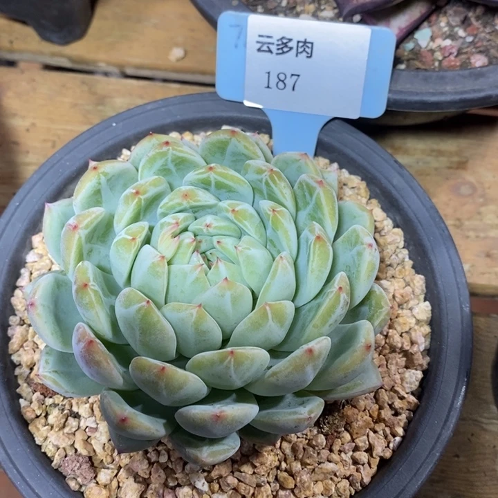 D187- 直播福利 雪花珍妮