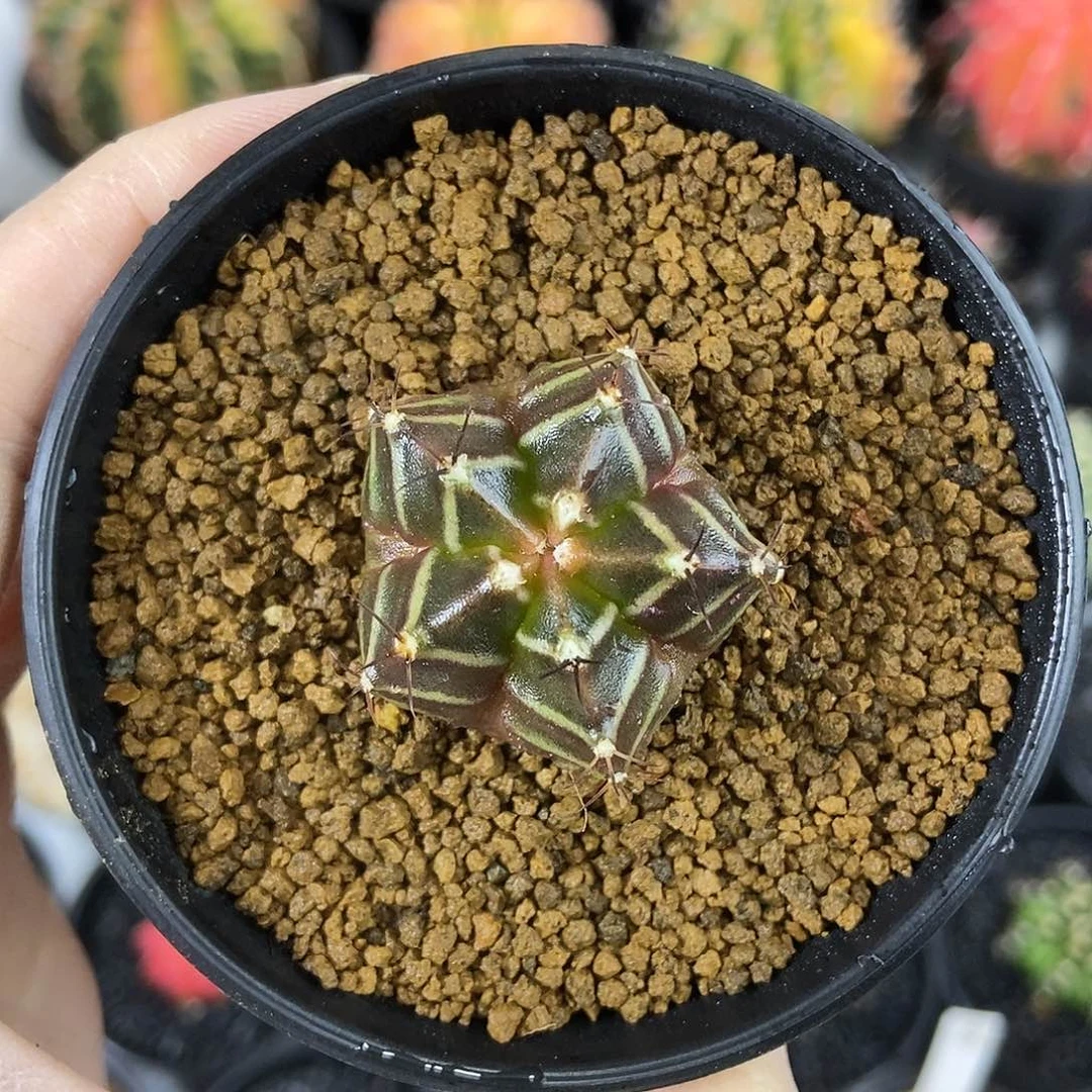 5棱斑马超稀有出腹棱中